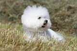 BICHON FRISE 447